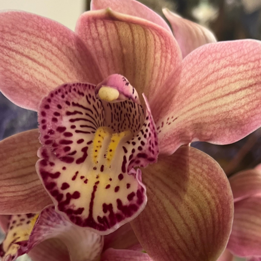 Cymbidium-Orchidee.png