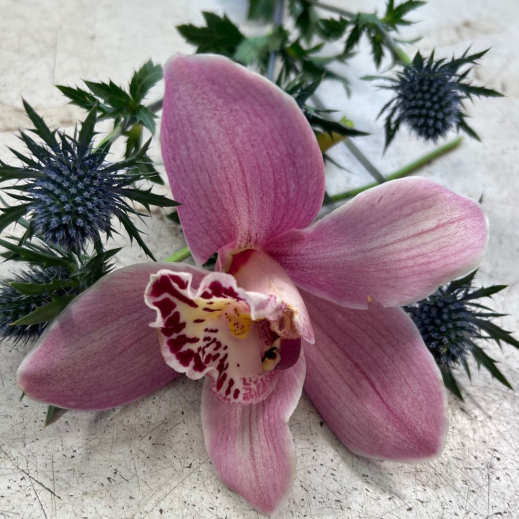 Cymbidium-und-Distel.jpg