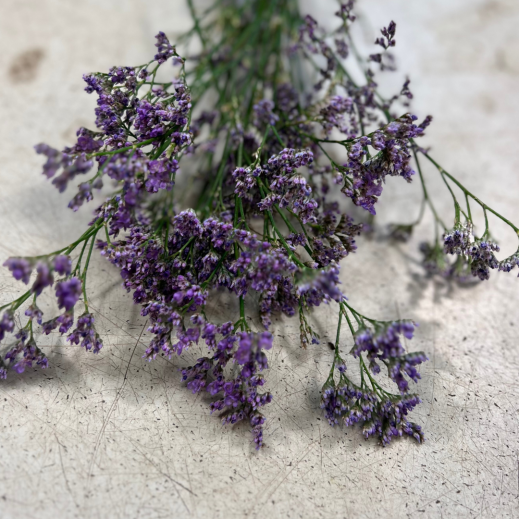 Limonium.png