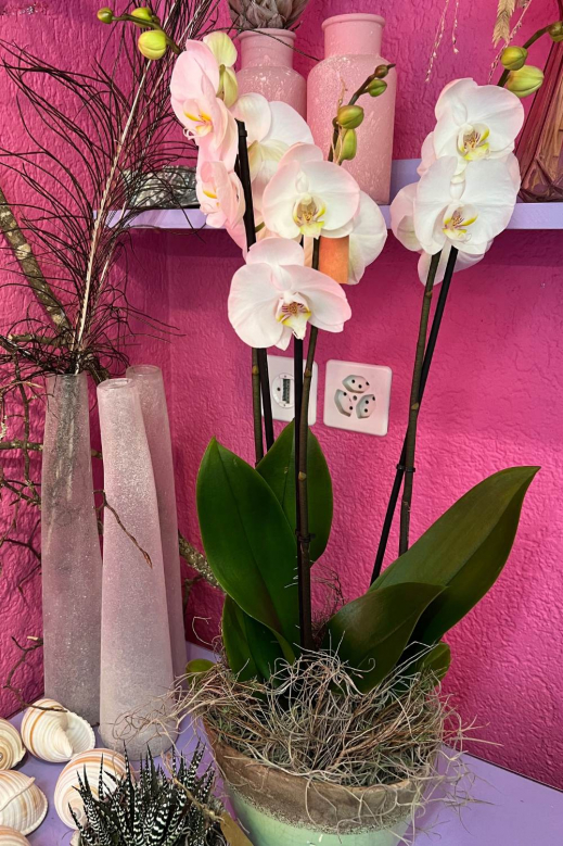 Orchidee-weiss.jpg