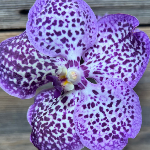 Wanda-Orchidee.png