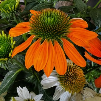 Echinacea-Pflanze-orange_2.jpg