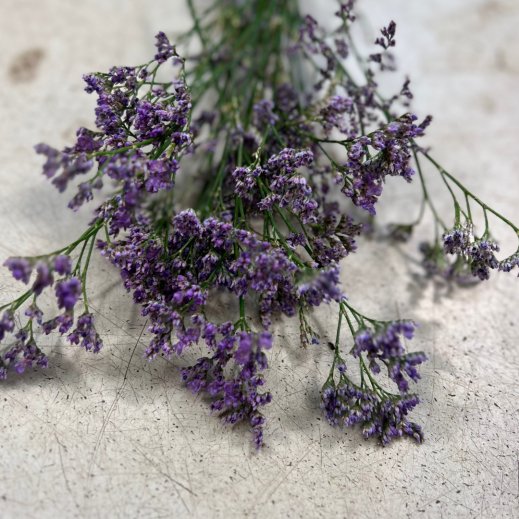 Limonium.png