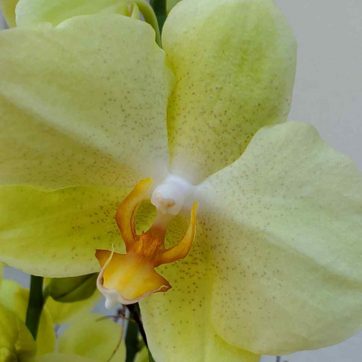 Phalaenopsis-Orchidee.jpg