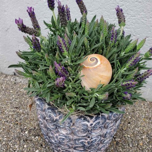 Schmeitterlings-Lavendel-im-Topf.jpg