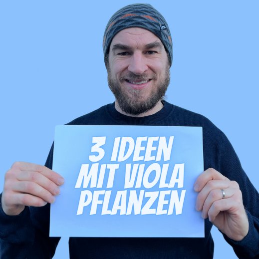 Viola-pflanzen.png